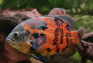 Peixes Jumbo em Apartamento