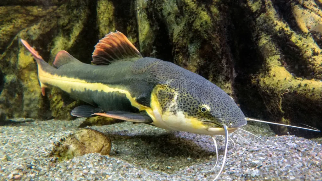 Peixes Jumbo em Apartamento é viável