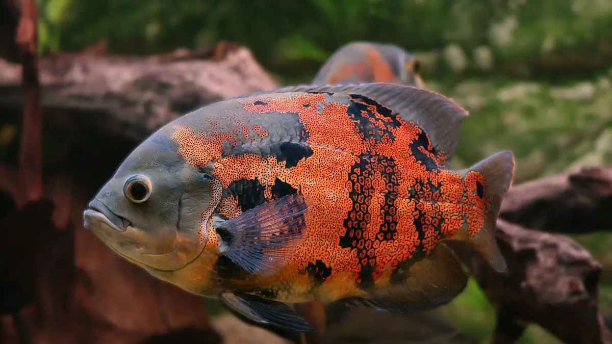 Peixes Jumbo em Apartamento