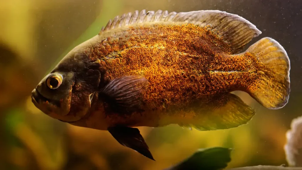 Peixes jumbo ou aquário comunitário