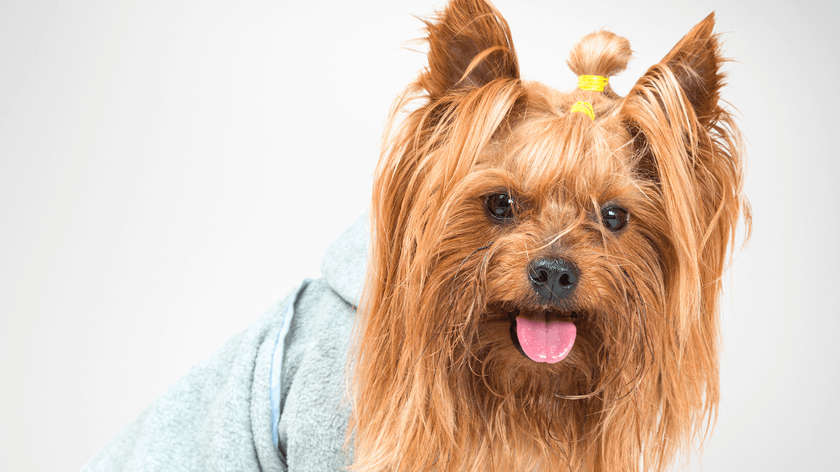 Pijama para cachorro