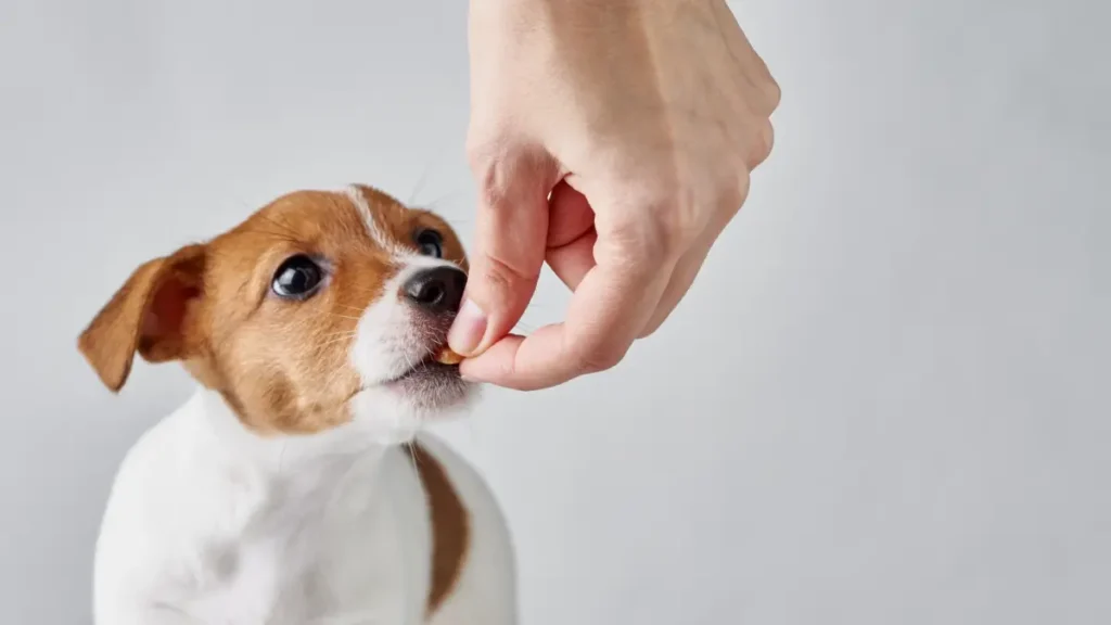 Probióticos e Prebióticos na ração melhoram a imunidade