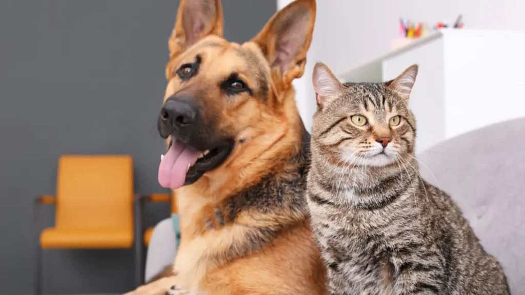 Quais são os direitos dos animais garantidos pela Lei de Sansão