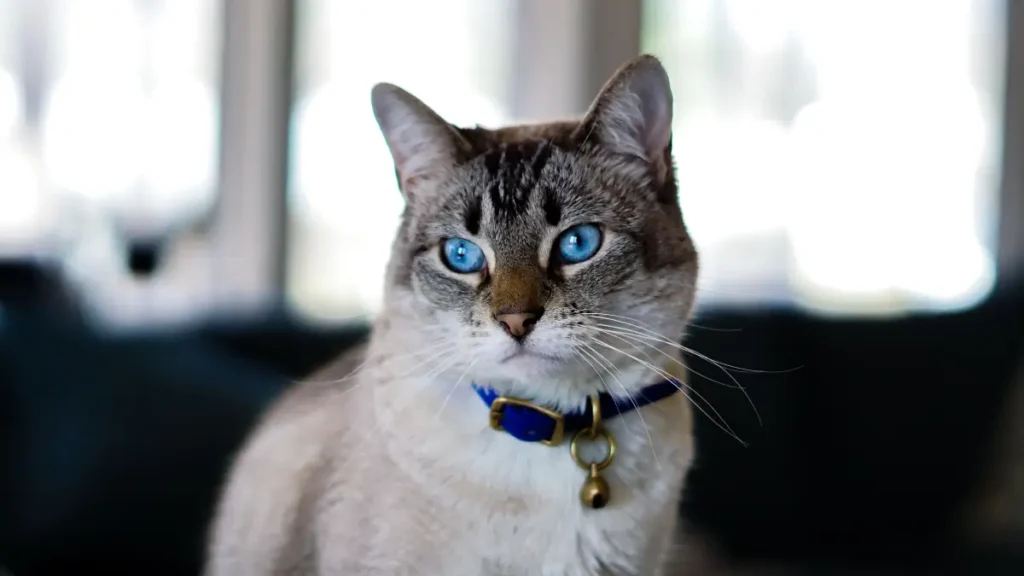 Quando o estresse pode virar doença