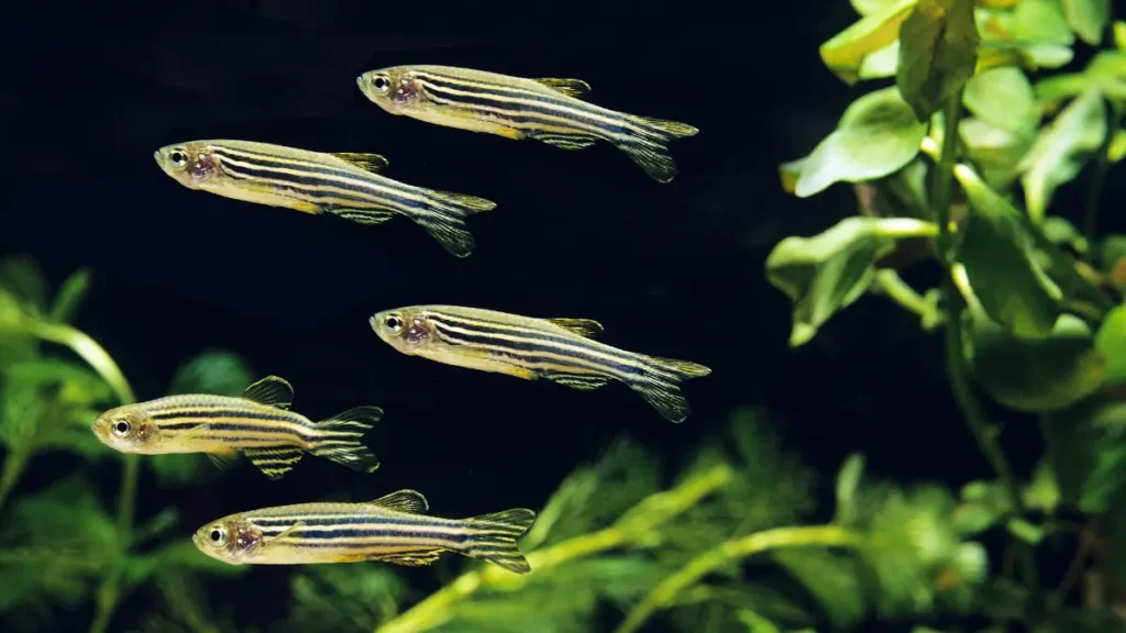 Reprodução do Peixe Paulistinha