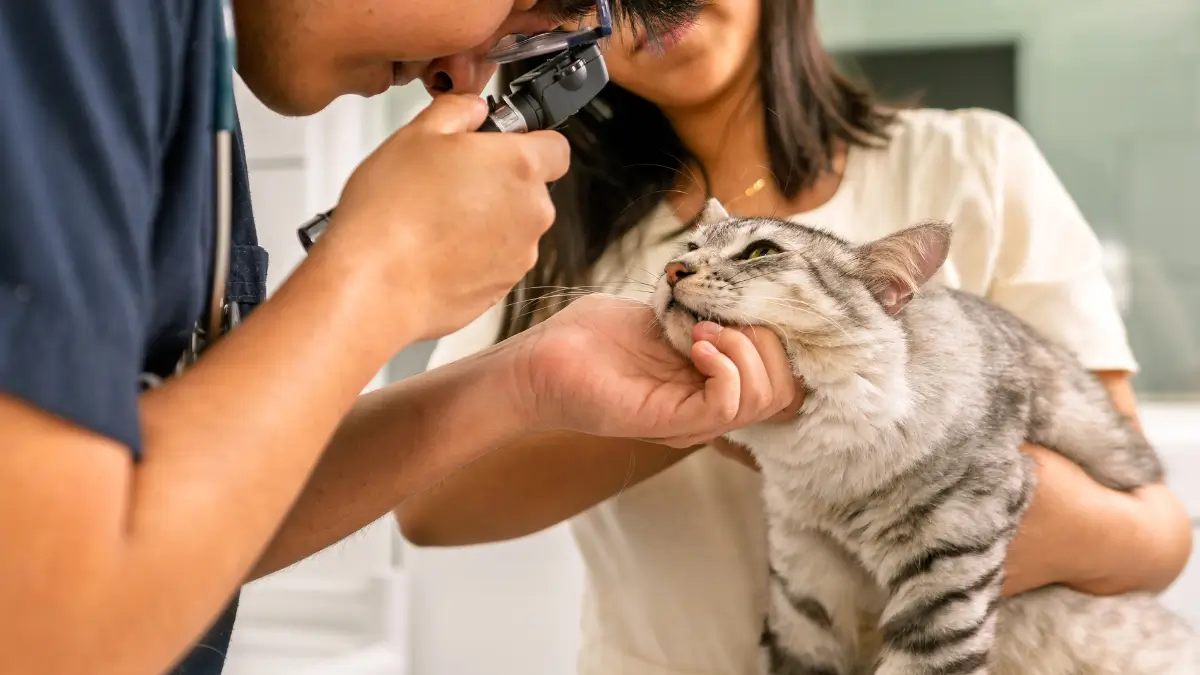 Saúde Mental Felina