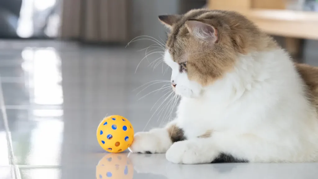 Saúde do gato persa atenção redobrada