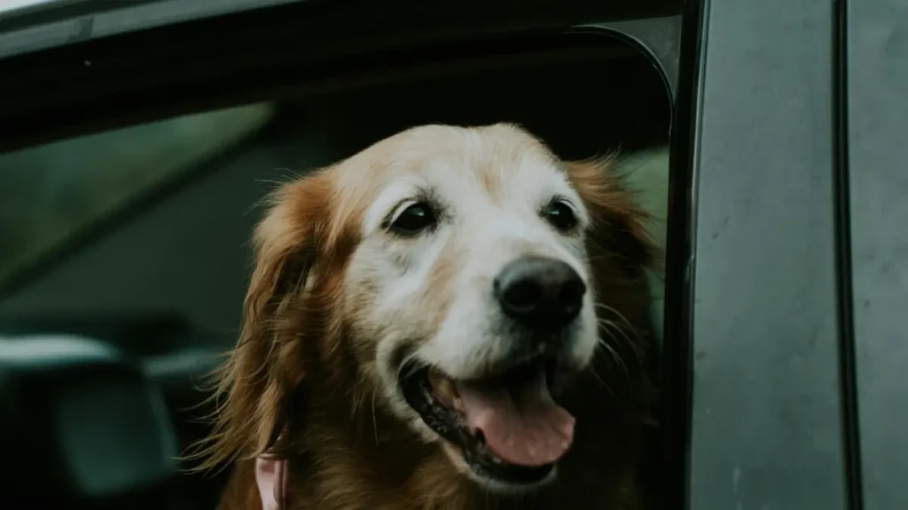 Transportar Seu Pet da Forma Correta