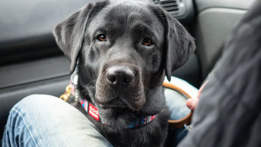 Transportar no Colo do Motorista ou Passageiro