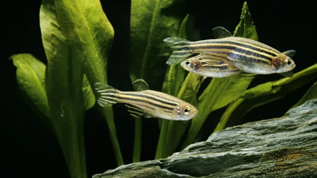 Vale a Pena Criar Peixe Paulistinha