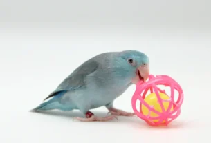 passarinho quieto, isolado no canto da gaiola