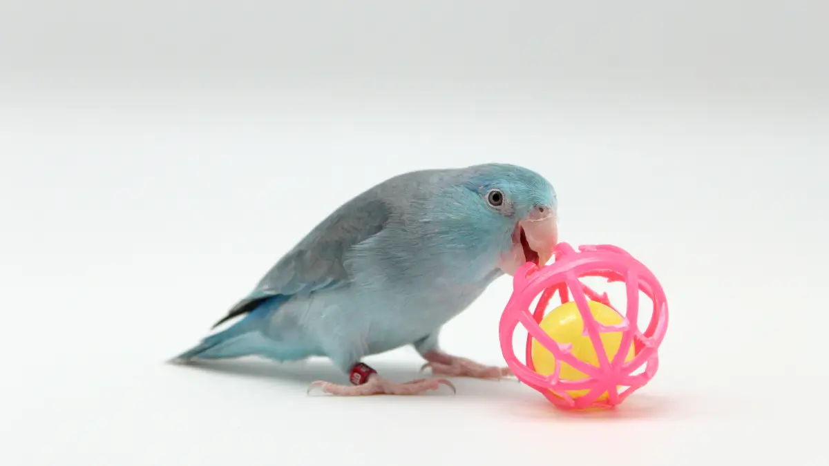 passarinho quieto, isolado no canto da gaiola