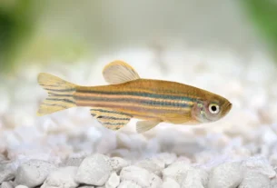 peixe paulistinha
