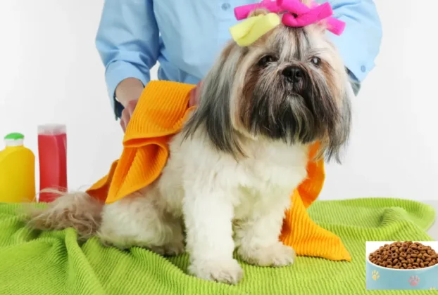 Por que os pets sofrem com queda de pelo